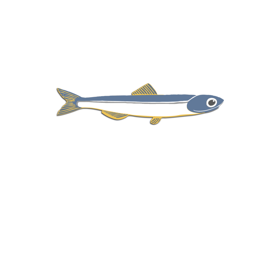 A little anchovy swimming alone